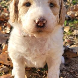 Aussiedoodles, Australian Shepherds, and Poodles from Foothill Aussies