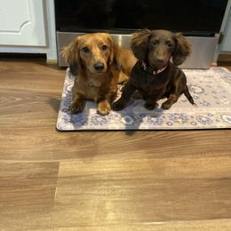 Dachshund puppies from A Anchor Farm