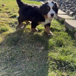 Purple female, Maple - Black rust and white female Bernese Mountain Dog puppy in Benton City, Washington from Benton County Berners