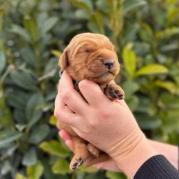 Male 5, Silver - Dark golden male Golden Retriever puppy in Utah from Deseret Peak Goldens