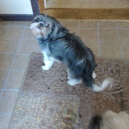 Bababell - Shih Tzu