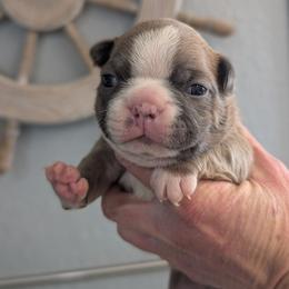 Blue Fawn boy 4 - Blue male Boston Terrier puppy in Oak Hills, California from All American Boston Terriers