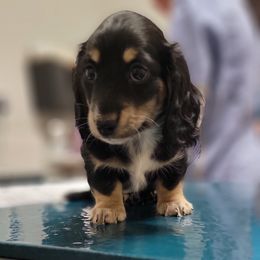 Boy 3 - Dachshund puppy from Mickey's Miracle Doxies