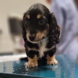 Boy 3 - Dachshund puppy from Mickey's Miracle Doxies