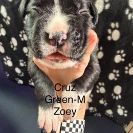 Boxer Puppies from Boxerpupziesrock