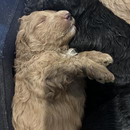 Bernedoodle and Goldendoodle Puppies from Forest Family Doodles
