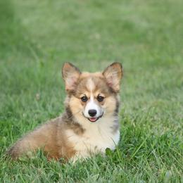 Chloe - Red female Pembroke Welsh Corgi puppy in St. Charles, Iowa from Kim Boyle's Pembroke Welsh Corgis