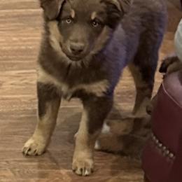 Red Tri Girl - Red tri-color female Australian Shepherd puppy in Prairie Grove, Arkansas from IQ Farms