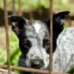 Female 6 - Blue mottled female Australian Cattle Dog puppy in Morton, Mississippi from Heart K Kennels