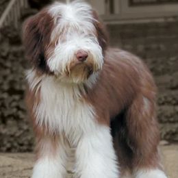 Bearded Collies from Headline Bearded Collies