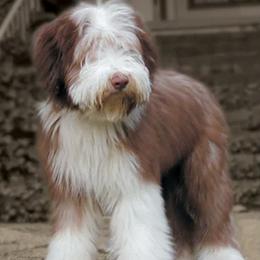 Bearded Collies from Headline Bearded Collies