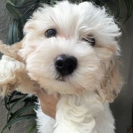 Havanese Puppies from Havanese Loves