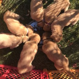 Golden Retriever Puppies from Golden heaven puppies