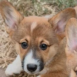 Red boy - Red male Pembroke Welsh Corgi puppy in Adairsville, Georgia from R&R Corgis