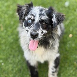 Valkyrie - Miniature Australian Shepherd