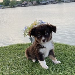 Australian Shepherd, Miniature Australian Shepherd, and Toy Australian Shepherd Puppies from Texas Miniature Aussies