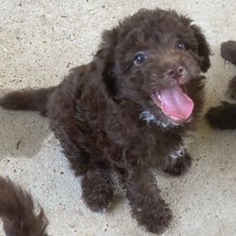 Logan (Leo) - Chocolate male Yorkipoo puppy in Martin, Tennessee from Danza Bolo