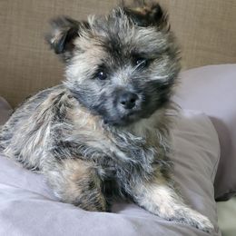 Cairn Terrier Puppies from Ferguson's Cairn Terriers