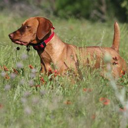 Jake - Vizsla