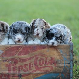 Assorted Doodle Crosses, Aussiedoodles, and Goldendoodles from Lucky Dog Puppies