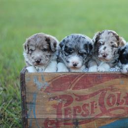 Assorted Doodle Crosses, Aussiedoodles, and Goldendoodles from Lucky Dog Puppies