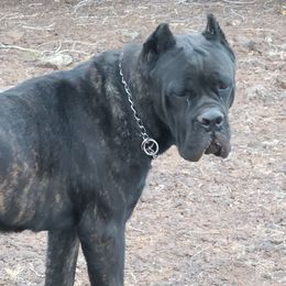 Cane Corso Puppies from Vernon Hills Cane Corso