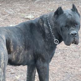 Cane Corso Puppies from Vernon Hills Cane Corso