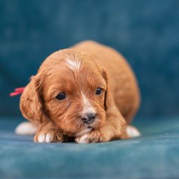 Mittens - Red male Cavapoo puppy in Daphne, Alabama from Harper Doodles