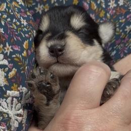 Buddy - Black and silver male Miniature Schnauzer puppy in Hull, Georgia from Ardent Miniature Schnauzers of Athens