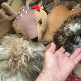Beau - Brindle Shih Tzu puppy in Lebanon, Tennessee from Jan’s Shihtzus