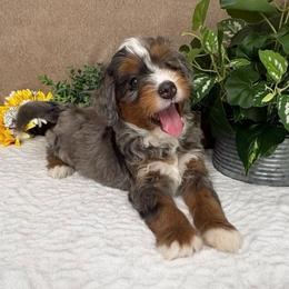 Cheddar - Blue merle female Bernedoodle puppy in Seymour, Missouri from D and D’s Dandy Doodles