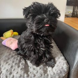 Yorkshire Terrier Puppies from Yorkie Puppies Redwood Ranch Chicago