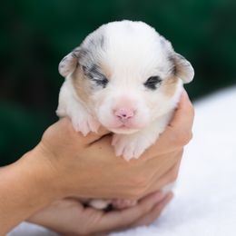 Otto - male American Corgi puppy in Fort Myers, Florida from Billy's American Corgi