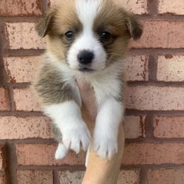 Earmuff - Red female Pembroke Welsh Corgi puppy in Cumming, Georgia from Carter’s Corgis LLC