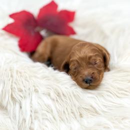 Angel - Red  female Goldendoodle puppy in Davison, Michigan from Dreaming Doodles