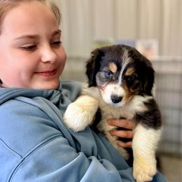 Crab Rangoon - Black tri-color male Australian Shepherd puppy in Ashland, Ohio from SS Australian Shepherds