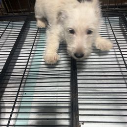 M - Wheaten male Scottish Terrier puppy in Goodrich, Texas from Landrum Scottish Terriers