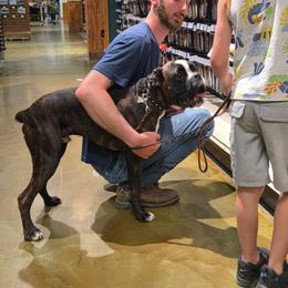 Leo - Brindle male Boxer puppy in Thompson, Pennsylvania from Moonlitboxers