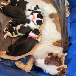 Border Collie Puppies from Lacy Mountain Stockdogs