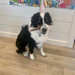 Dachshund, German Shepherd, and Miniature Australian Shepherd All Grown Up from Homestead Doxies and Shepherds