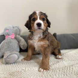 Miss White - Bernedoodle puppy in Seattle, Washington from Mochi Bernedoodles