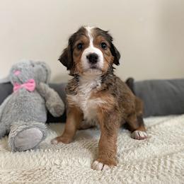Miss White - Bernedoodle puppy in Seattle, Washington from Mochi Bernedoodles