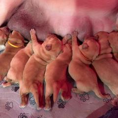 Boy 3 - Yellow male Labrador Retriever puppy in Clinton, Tennessee from Summer Rose
