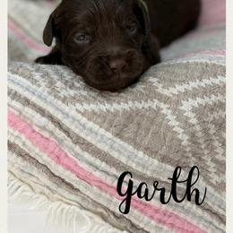 Garth - Chocolate male Australian Labradoodle puppy in Gladstone, Oregon from Beaver State Labradoodles