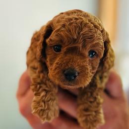 Tyler - male Cavapoochon puppy in Natural Bridge, Virginia from Rockbridge Puppies