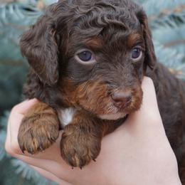 Brownie - Phantom female Poodle puppy in Caldwell, Idaho from Treasure Valley Poodles