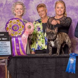 French Bulldogs from Imperiale French Bulldogs