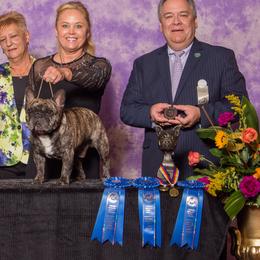 French Bulldogs from Imperiale French Bulldogs