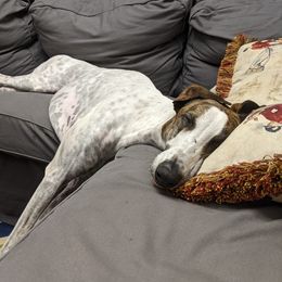 Greyhounds from Ashley's Greyhounds