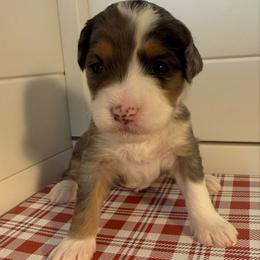 Girl 4 - Merle female Bernedoodle puppy in Perryville, Maryland from Heavenly Heritage Dachshunds and Doods